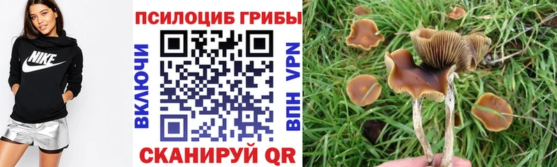купить наркотик  Дорогобуж  Псилоцибиновые грибы мицелий 